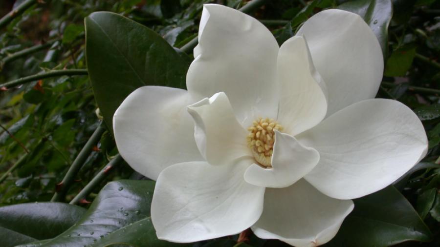 Magnolia-1